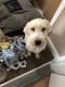 Golden Doodle Puppies for sale in Bloomfield, CT, USA. price: NA