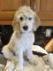 Golden Doodle Puppies for sale in North Brunswick Township, NJ, USA. price: NA