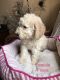 Golden Doodle Puppies for sale in Elgin, IL, USA. price: NA