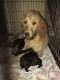 Golden Doodle Puppies for sale in Urbana, OH 43078, USA. price: $900