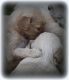 Golden Doodle Puppies for sale in Blackstone, VA 23824, USA. price: NA