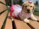 Golden Doodle Puppies for sale in Lakeland, FL, USA. price: NA