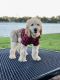 Golden Doodle Puppies for sale in Lakeland, FL, USA. price: $1,500