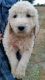 Golden Doodle Puppies for sale in Patton, MO 63662, USA. price: $600
