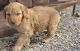 Golden Doodle Puppies for sale in Oxford, WI 53952, USA. price: NA