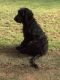 Golden Doodle Puppies for sale in San Tan Valley, AZ, USA. price: $600