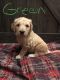 Golden Doodle Puppies for sale in Marshfield, WI, USA. price: NA