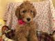 Golden Doodle Puppies for sale in West Bloomfield Township, MI, USA. price: $795
