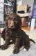 Golden Doodle Puppies for sale in Springfield, IL, USA. price: NA