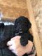 Golden Doodle Puppies for sale in Paxton, IL 60957, USA. price: NA