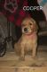 Golden Doodle Puppies for sale in Shelby, OH 44875, USA. price: NA