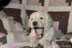 Golden Doodle Puppies for sale in Waco, TX, USA. price: NA