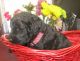 Golden Doodle Puppies for sale in Kenosha, WI, USA. price: NA