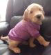 Golden Doodle Puppies for sale in New Hudson, Lyon Charter Twp, MI 48165, USA. price: NA