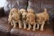 Golden Doodle Puppies for sale in 10013 S Michigan Ave, Chicago, IL 60628, USA. price: $500