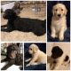 Golden Doodle Puppies for sale in Milwaukee, WI, USA. price: NA