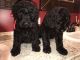 Golden Doodle Puppies for sale in West Liberty, KY 41472, USA. price: NA