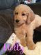 Golden Doodle Puppies for sale in Alma, MI 48801, USA. price: $1,050