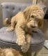 Golden Doodle Puppies for sale in Pepper Pike, OH 44124, USA. price: $950