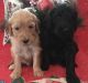Golden Doodle Puppies for sale in Urbana, IL, USA. price: NA