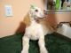 Golden Doodle Puppies for sale in Arab, AL 35016, USA. price: NA