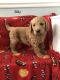 Golden Doodle Puppies for sale in Polk, OH 44866, USA. price: NA