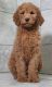 Golden Doodle Puppies for sale in Nappanee, IN 46550, USA. price: $950