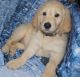 Golden Doodle Puppies for sale in Long Beach, WA 98631, USA. price: NA