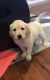 Golden Doodle Puppies for sale in Cincinnati, OH, USA. price: NA