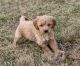 Golden Doodle Puppies for sale in Harrison, AR 72601, USA. price: NA