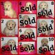 Golden Doodle Puppies for sale in Thornton, CO, USA. price: $900