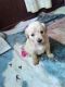 Golden Doodle Puppies for sale in Golden Valley, AZ 86413, USA. price: NA