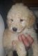 Golden Doodle Puppies for sale in Cranston, RI, USA. price: $1,795