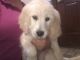 Golden Doodle Puppies for sale in Castle Rock, CO, USA. price: NA