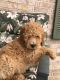 Golden Doodle Puppies for sale in Beaver Springs, PA 17812, USA. price: NA