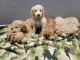 Golden Doodle Puppies for sale in Emlenton, PA 16373, USA. price: $750