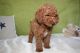 Golden Doodle Puppies for sale in Sugarcreek, OH 44681, USA. price: $1,800