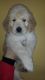 Golden Doodle Puppies for sale in Brockport, NY 14420, USA. price: NA