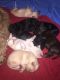 Golden Doodle Puppies for sale in West Monroe, LA, USA. price: NA