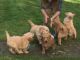 Golden Doodle Puppies for sale in Phoenix, AZ, USA. price: NA