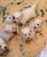 Golden Doodle Puppies for sale in Chicago, IL, USA. price: NA