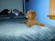 Golden Doodle Puppies for sale in Reading, MI 49274, USA. price: NA
