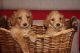 Golden Doodle Puppies