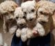 Golden Doodle Puppies for sale in Jacksonville, FL, USA. price: NA