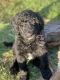 Golden Doodle Puppies for sale in South Boston, VA 24592, USA. price: NA