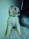 Golden Doodle Puppies for sale in Macomb, IL 61455, USA. price: NA