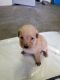 Golden Doodle Puppies for sale in Farmington, MO 63640, USA. price: NA
