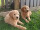 Golden Doodle Puppies for sale in Bonners Ferry, ID 83805, USA. price: NA