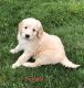 Golden Doodle Puppies for sale in Chesterfield Township, MI, USA. price: $800