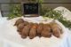 Golden Doodle Puppies for sale in East Earl, PA 17519, USA. price: $1,650